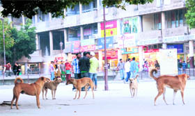 Stray dogs move around fearlessly posing danger to passersby at Sector 17 Plaza in Chandigarh.