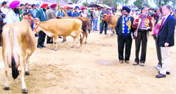 Judges examine cows at the Progressive Dairy Farmers International Animal Fair in Jagraon on Sunday.