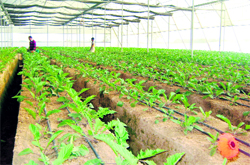 Farmers opt for polyhouses in Fatehgarh Sahib to eke out a living