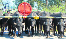 Unlike human beings, these cattle patiently wait for the opening of a level crossing at Ambala City.