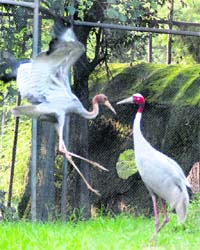 A file photo of sarus cranes in the Chhatbir zoo
