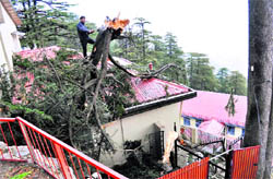 An uprooted tree that fell on a house on Monday night near the Mall Road, in Shimla