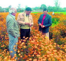 Progressive flower grower K.S. Rana with blooming marigolds in his field