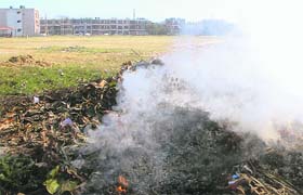 Despite a ban on the burning of dry leaves, the practice continues in various parts of Chandigarh