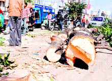 Trees being cut at Chandra Charya Chowk in Haridwar