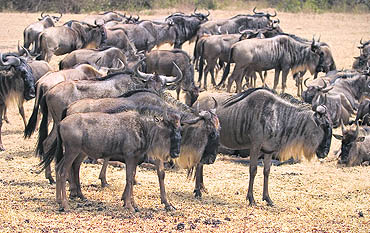 Every year, millions of wildebeest, joined by thousands of other grazing animals cross the vast plains of the Serengeti in search of greener pastures. The wildebeest, a quaint looking beast, is said to be assembled with leftover parts of other Savannah animals