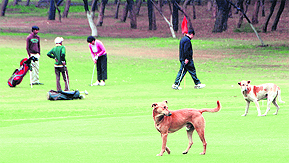 Stray dogs at the Golf Club in Chandigarh.