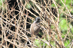 This bulbul enjoys the winter sun in Ludhiana