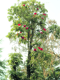 a rhododendron tree in in a forest around Mussoorie