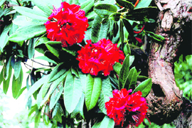 Rhododendron flowers in full bloom near Mussoorie