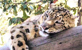 A file photograph of a snow leopard at Himalayan Nature Park, Kufri