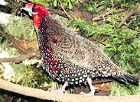 A file photo of western tragopan.