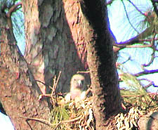 Breeding of vulture in progress in Pong wetland. 