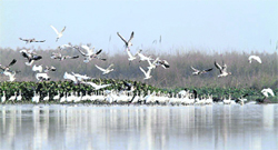 Migratory birds at the Harike sanctuary. 