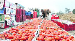 Tomatoes meant for Delhi markets being stacked on trucks near Nilokheri in Karnal. Villages surrounding Nilokheri are known for a high yield of vegetables, catering to markets in adjoining states