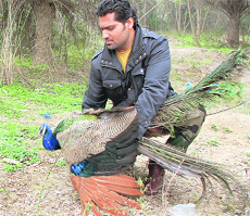 A member of the Wildlife Conservation Society releases a peacock into the forest at Singhpura village in Nawanshahr