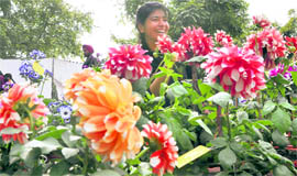 A girl looks at different varieties of flowers during the Flower Show at Punjab Agricultural University in Ludhiana on Thursday.