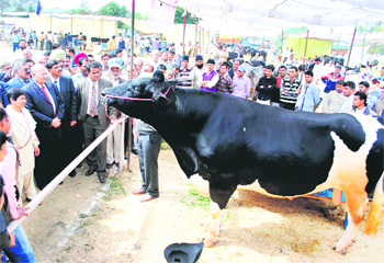 Billu, a cross-bred Holstein-Friesian bull, at the cattle fair in Karnal on Friday. Tribune photo: Ravi Kumar