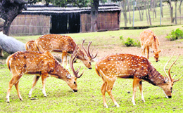 Spotted dear enjoy a sunny day at Mansar Wildlife Sanctuary on the outskirts of Jammu