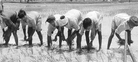Defying agricultural authorities recommendation, labourers planting paddy saplings near Bathinda. 