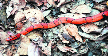 Snakes are quite common inside the sanctuary