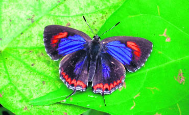A purple sapphire butterfly in Namdapha sanctuary, 