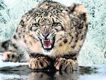 Namdapha is an official tiger reserve and is said to host all four varieties of the big cat  leopard, snow leopard, tiger and clouded leopard