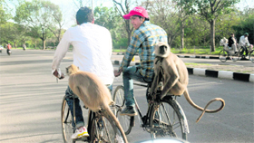 Monkey owners pedal their way on city roads, showcasing the increased workload due to the rise in monkey menace in Chandigarh.