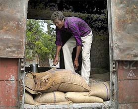 A labourer loads rotten wheat bags in a goods train at Gidderbaha on Monday. Photo by writer