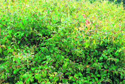A hill infested with lantana in Dharamsala. 