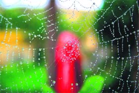 Dew drops add sparkle to a spiderweb on the outskirts of Jammu