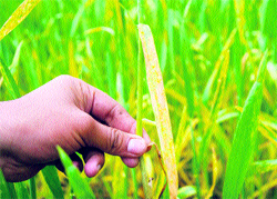 A farmer shows wheat crop affected by yellow rust at a village in the R.S.Pura sector in Jammu on Wednesday