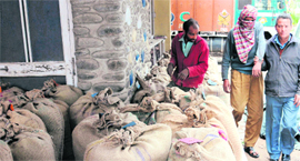 The poppy husk that was seized from a truck near the airport roundabout in Chandigarh on Thursday.