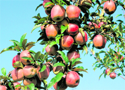 The imported rootstock will help the fruit growers from Himachal to compete in the international market by producing the best variety fruits