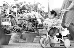 A child takes a look at flowers after the inaugration of the 25th Spring Festival at Panchkula on Saturday.