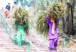 BUNDLES OF BURDEN: Women carry fodder near the Sukhna Lake in Chandigarh.