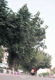 A row of trees along the Ferozepur Road that are set to be felled.