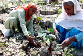 Oblivious of International Women's Day celebrations, these women were busy in their routine work at a nursery in Bathinda on Tuesday