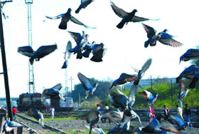 Pigeons take flight near the railway track in Bathinda on a sunny Tuesday afternoon. Temperature has soared in the region providing relief from the chill to the people in the city.