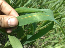An affected  leave of wheat crop          