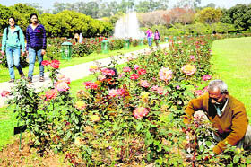 The rose garden of Panjab University being spruced up on the eve of the Rose festival of the university on Thursday.