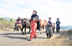 With the summer round the corner, members of the Gujjar and Bakerwal nomadic tribes are on the way to the higher reaches with their cattle.