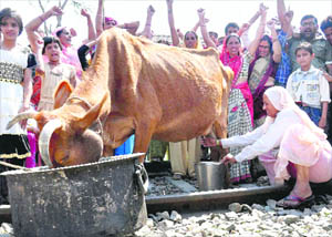 A Jat community woman milks a cow on a track during a protest seeking quota in Amroha (UP) on Saturday.