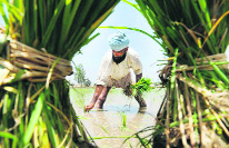Farmers want the government to allow exports of potato and kinnow.