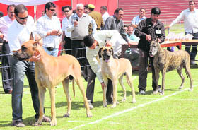 Owners with their pets during a dog show organised at the Haryana Police Academy at Madhuban in Karnal on Sunday. 