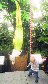 One of the world's largest flowers, the Amorphophallus Titanum, at the National Botanic Garden in Meise near Brussels on Sunday. The rare phallus-like flower survives for about 72 hours only. The flower is expected to blossom in the coming hours. 