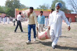 Farmers carry bags of seeds at the Kisan Mela organized by the Punjab Agriculture University (PAU) in Bathinda
