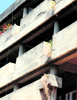 Wild vegetative growth near the General Post Office in Sector 17-C of Chandigarh has started damaging buildings.