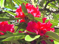 A rhododendron plant in full bloom in Kumaon. 