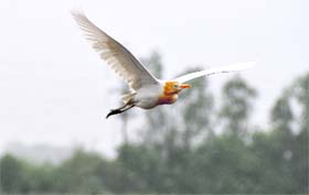 A lone white crane flies over lush green fields in Ludhiana.
